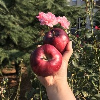 順豐快遞甘肅天水花牛蘋果國產蛇果刮泥水果一件代發