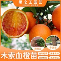 木索血橙苗雜柑新品種果樹苗 庭院種植嫁接南北方種植苗 基地直發(fā)