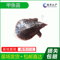 中華鱉甲魚(yú)苗優(yōu)質(zhì)水魚(yú)苗淡水養(yǎng)殖活體魚(yú)苗批發(fā)