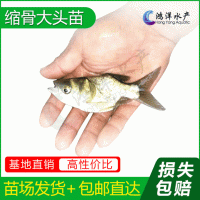 縮骨魚(yú)縮骨大頭魚(yú)苗仙骨大頭魚(yú)胖頭魚(yú)淡水養(yǎng)殖活體魚(yú)苗批發(fā)