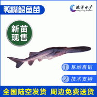 鴨嘴魚(yú)苗 匙吻鱘魚(yú)苗 高產(chǎn)優(yōu)質(zhì)美國(guó)匙吻鱘 淡水養(yǎng)殖活體魚(yú)苗批發(fā)