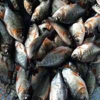 大量熱銷 淡水白鯧魚(yú)苗批發(fā) 鯧魚(yú)苗 魚(yú)類養(yǎng)殖 魚(yú)苗供應(yīng)