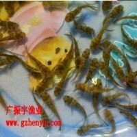 魚(yú)苗批發(fā) 全雄黃骨魚(yú)苗 單性黃顙魚(yú)苗 雜交黃骨魚(yú)苗黃辣丁魚(yú)苗