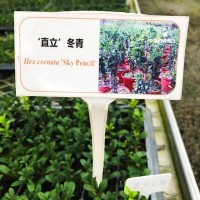 ‘直立’冬青小苗大苗綠植盆栽家庭陽臺(tái)園藝育苗批發(fā)