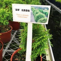 北美香柏育苗綠植盆栽家庭陽臺(tái)園藝批發(fā)