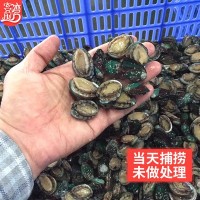 廠家批發(fā)活凍小鮑魚網紅麻辣小海鮮 餐飲佛跳墻食材 社區(qū)團購代發(fā)