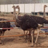 種鴕鳥哪里可以買到 一只下蛋鴕鳥多少錢 生態園觀賞動物出售