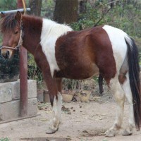 哪里有賣矮馬的 國內正規矮馬養殖基地 常年出售矮馬 品種齊全