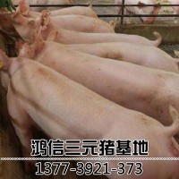 長白種母豬大白豬 母豬 大白母豬批發 豬場小母豬價格 包油