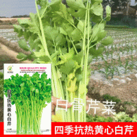 批發菜園院子蔬菜種子四季抗熱黃心香白芹種子7克菜籽 廠家直銷