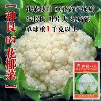 花椰菜種子花椰菜籽菜花種子松花菜種籽蔬菜種子菜種瓜果蔬菜種子