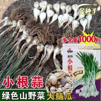 小根蒜種子小根蒜籽大蒜籽蒜苗種子蔬菜種子批發菜種菜籽種子公司