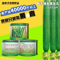 絲瓜種子絲瓜籽絲瓜種籽蔬菜種子批發(fā)菜種菜籽菜種子公司四季播種