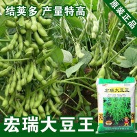 毛豆種子菜用種子大豆黃豆種子黃豆籽種子蔬菜種子批發菜種公司