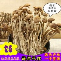 福建茶樹菇古田特產農家250g茶樹菇不開傘新貨茶薪菇干貨批發