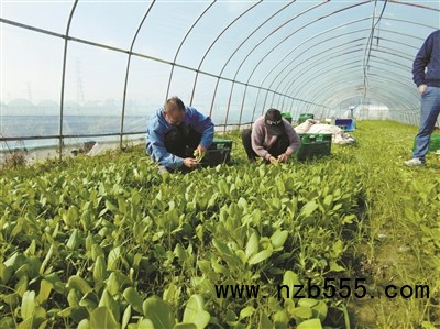 種植基地里，種植戶忙著采收蔬菜。