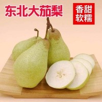 東北茄梨大頭梨 新鮮水果梨當季梨軟香現摘大果青梨子整箱梨子