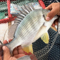 東山島深海黃翅魚500g 2條左右 深海海捕黃鯛魚 海鮮水產