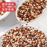 廠家批發(fā)三色藜麥500g/袋壩上黑白紅藜麥混合裝YZ