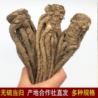 岷縣無硫當歸條批發(fā)價甘肅產地直供中藥材全當歸個子可切當歸頭片