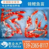 廠家批發(fā)錦鯉魚(yú)苗 淡水魚(yú)苗