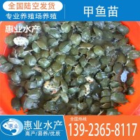 廠家批發(fā)甲魚(yú)苗 淡水魚(yú)苗