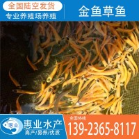 廠家批發(fā)金魚(yú)草魚(yú) 淡水魚(yú)苗