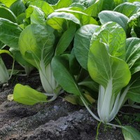 廠家批發滄州種子基地散裝蔬菜花卉種子發芽率高種子飽滿農家種植