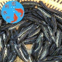 雜交黑魚(yú)苗 生魚(yú)苗 黑芝麻水花魚(yú)苗 烏魚(yú)苗 淡水養(yǎng)殖蛇頭魚(yú)