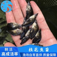 廣州水產(chǎn)養(yǎng)殖廠供應(yīng)桂花魚(yú)苗 鱖魚(yú)苗 翹嘴桂花苗 桂魚(yú)魚(yú)苗