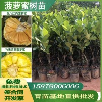 廣西果樹(shù)苗木菠蘿蜜樹(shù)苗馬來(lái)西亞一號(hào)苗泰八紅肉泰十二菠蘿蜜苗批