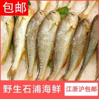 寧波象山東海新鮮冷凍小黃魚 鮮活石浦黃花魚批發(fā)一斤9-10條 5斤起批