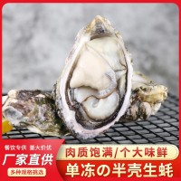 福建沿海海鮮半殼生蠔燒烤食材肉質肥嫩新鮮單凍半殼生蠔支持貼牌