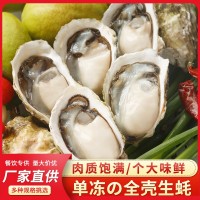 福建沿海海鮮半殼生蠔餐飲燒烤食材肉質肥嫩新鮮凍生蠔肉支持貼牌