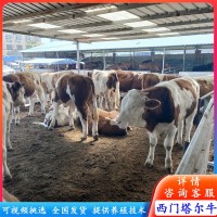 廣西改良肉牛苗 西門塔爾牛犢3-5個月的小牛犢 魯西黃牛價格