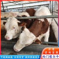 訂購肉牛改良牛 西門塔爾牛犢 夏洛萊牛苗價格 西門塔爾牛養殖場