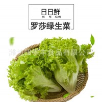 羅莎綠生菜葉新鮮農(nóng)產(chǎn)品 當季采摘凈菜涼拌生菜 超市餐廳袋裝供應(yīng)