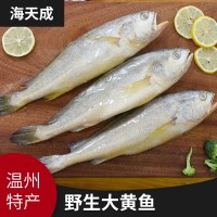 源產地批發海水產品海鮮 冷凍東海大黃魚大黃花魚海魚現貨