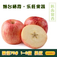 生鮮水果 煙臺(tái)小蘋(píng)果 75m1-2級(jí) 棲霞 紅富士蘋(píng)果 凈重10斤快遞裝