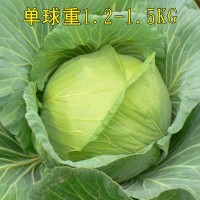 京豐甘藍種子種籽苗大頭菜包菜早熟耐寒抱球緊秋季蔬菜孑四季子