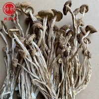 新貨不開傘茶樹菇干貨批發 古田茶薪菇一手貨源產地一份500g  2件起批