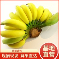 當(dāng)季佳麗香蕉 香甜軟糯新鮮孕婦水果小販地攤貨源banana整箱批發(fā)