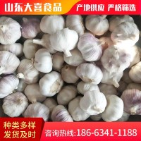 山東農家紫皮干garlic 現挖濕蒜基地直發保鮮大蒜白皮新鮮 garlic