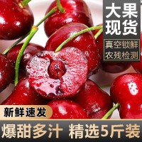 順豐包郵現貨美早大櫻桃甜國產車厘子新鮮孕婦水果水果應當季