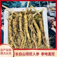 東北特產(chǎn)鮮參帶土鮮人參現(xiàn)挖現(xiàn)賣(mài)煲湯泡酒苔蘚泡沫箱包裝批發(fā)